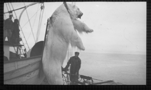 Image of Polar bear hoisted aboard. Men watch